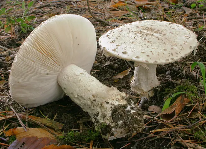 Muchomor szyszkowaty (Amanita strobiliformis)