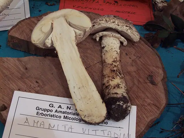 Muchomor vittadinii (Amanita vittadinii)