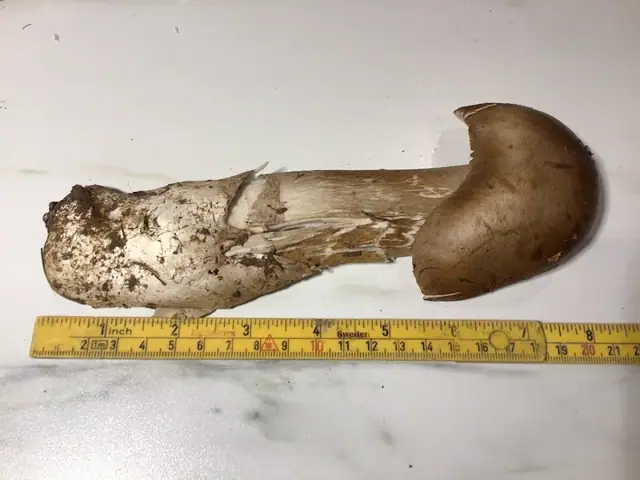 Muchomor wielkopochwowy (Amanita magnivolvata)