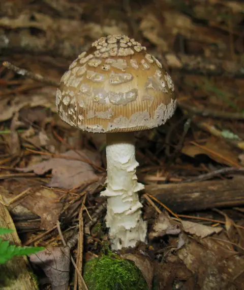 Muchomor złotawy (Amanita ceciliae)
