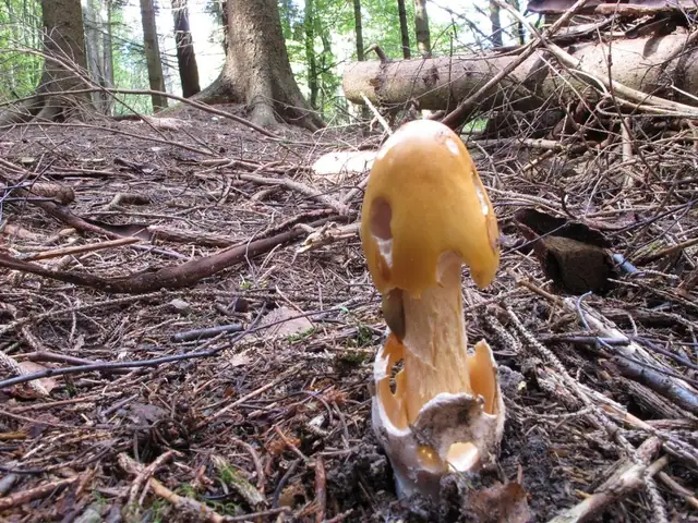 Muchomor żółtawy (Amanita crocea)