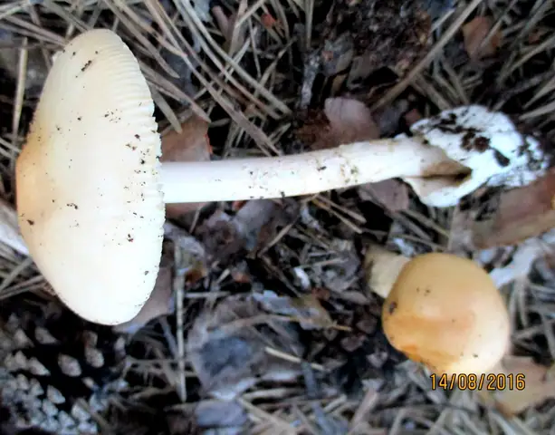 Muchomor żółtopomarańczowy (Amanita flavescens)