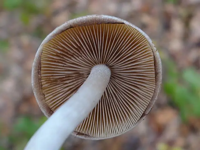 Muchomornica delikatna (Limacella delicata)
