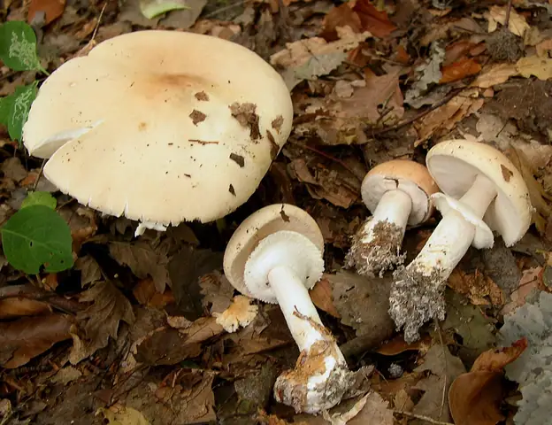 Muchomornica płacząca (Limacella guttata)