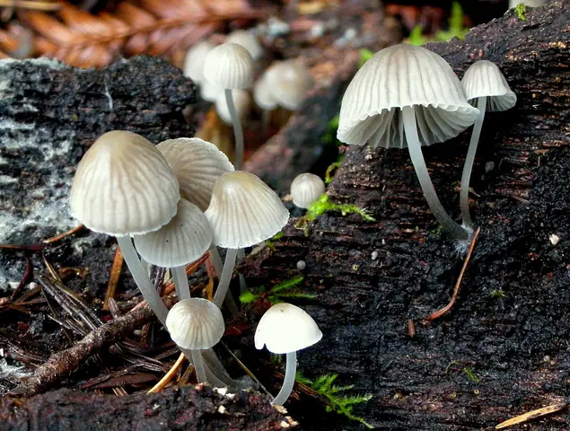 Mycena alnetorum