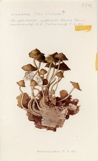 Mycena flos-nivium