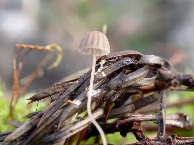 Mycena mirata