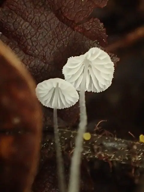 Mycena nucicola