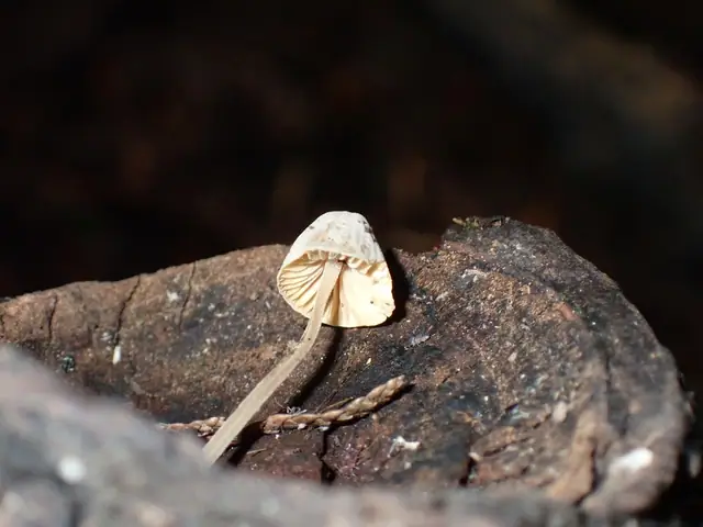 Mycenella trachyspora