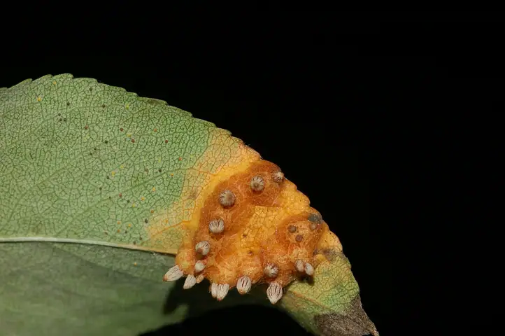 Nagoć sawinowa (Gymnosporangium sabinae)