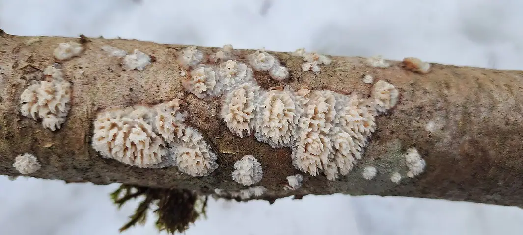 Nakorownik radełkowaty (Xylodon radula)