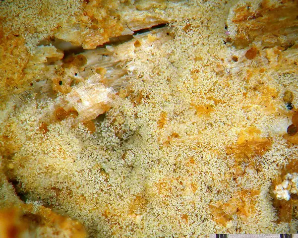 Nalotek kolczastozarodnikowy (Botryohypochnus isabellinus)