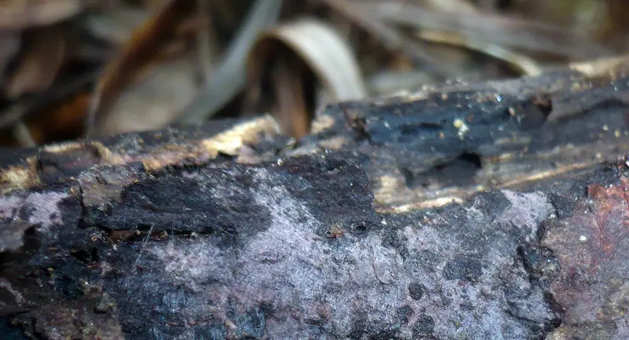 Nalotniczka fioletowa (Hypochnella violacea)