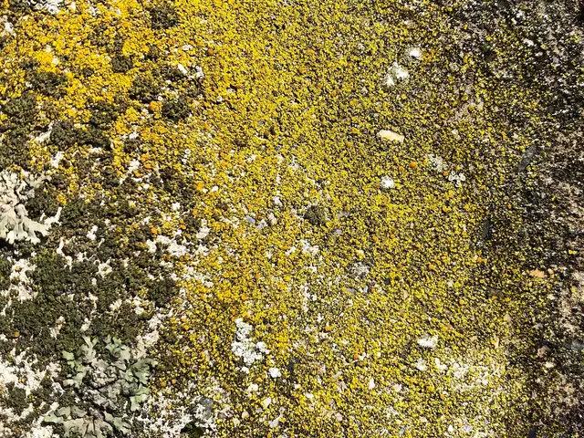 Namurnik cytrynowy (Flavoplaca citrina)