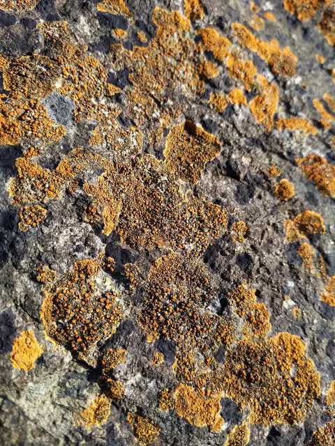 Namurnik morski (Flavoplaca marina)