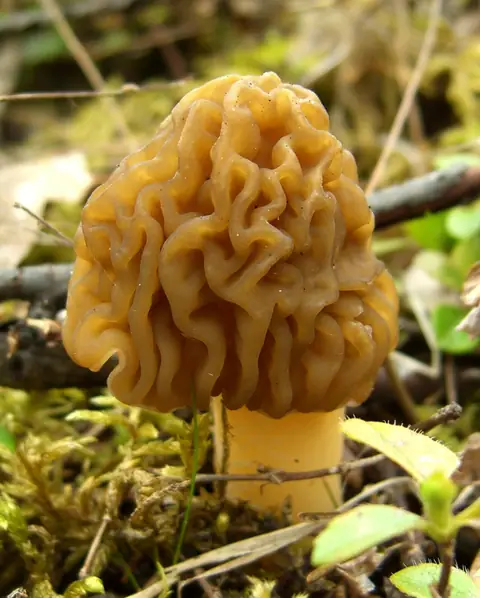 Naparstniczka czeska (Verpa bohemica)