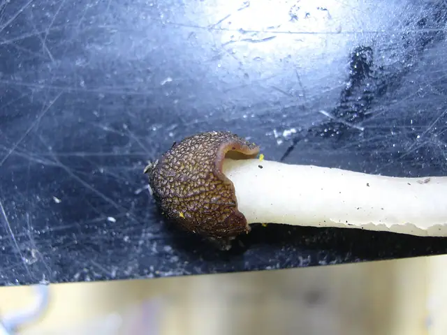 Naparstniczka stożkowata odmiana mózgokształtna (Verpa conica var. cerebriformis)