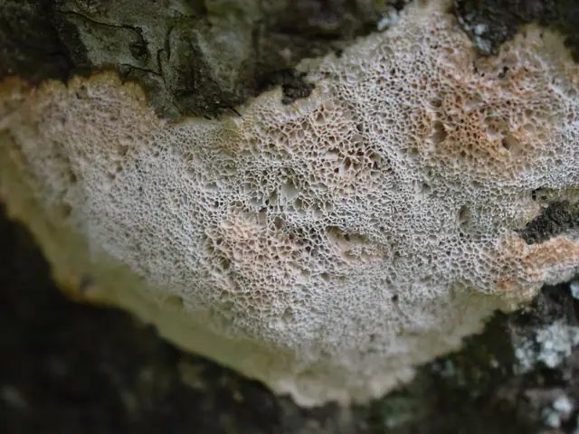 Napień kruchy (Oxyporus latemarginatus)
