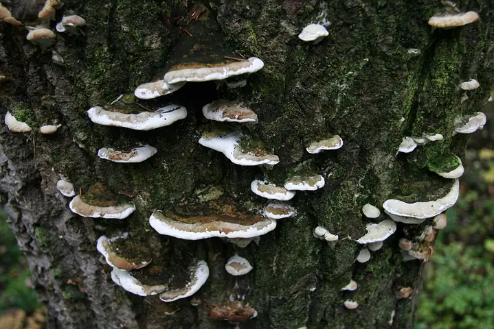 Napień omszony (Oxyporus populinus)