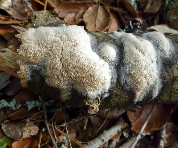 Napień wypłowiały (Oxyporus corticola)