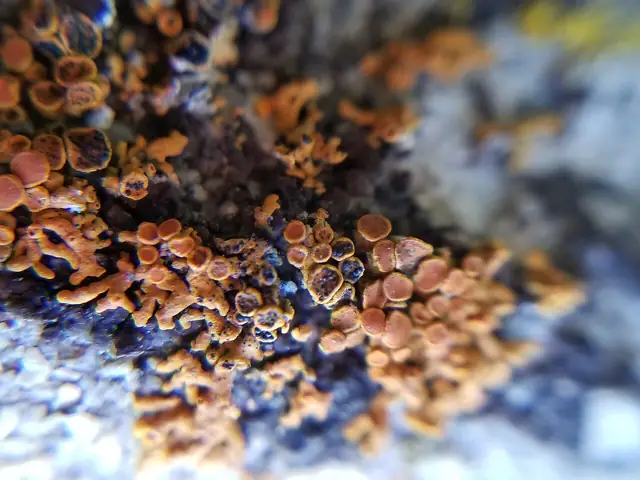 Naporościak złotorostowy (Lichenoconium xanthoriae)
