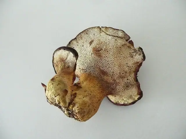 Naziemek kozionogi (Scutiger pes-caprae)
