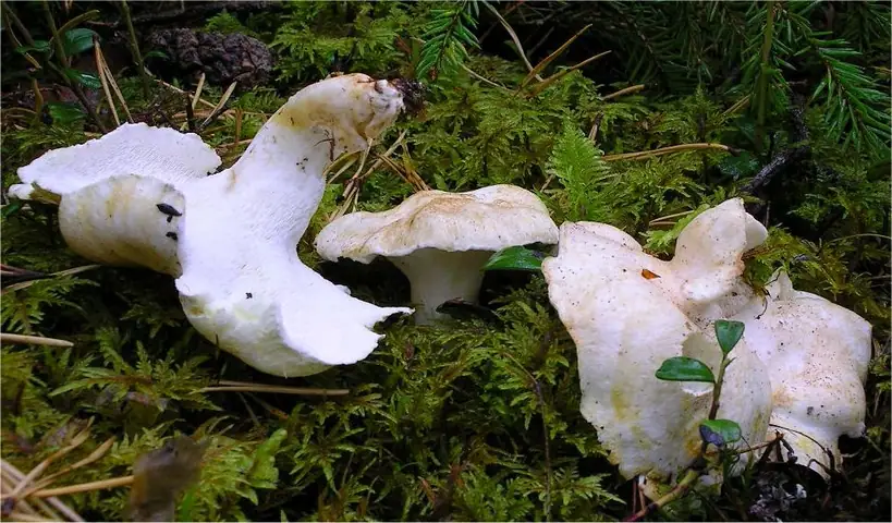 Naziemek żółtopomarańczowy (Albatrellus subrubescens)