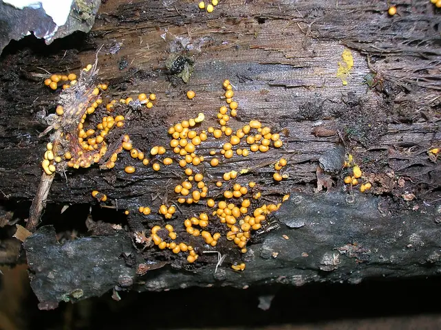 Nectria peziza