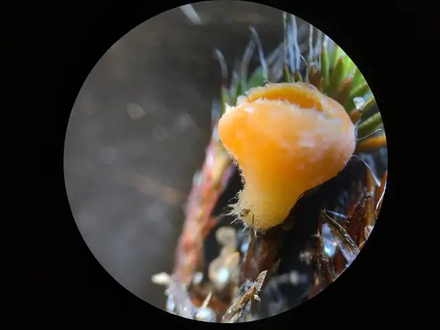 Neottiella vivida