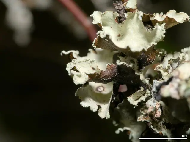 Nibypłucnik kędzierzawy (Cetrelia cetrarioides)