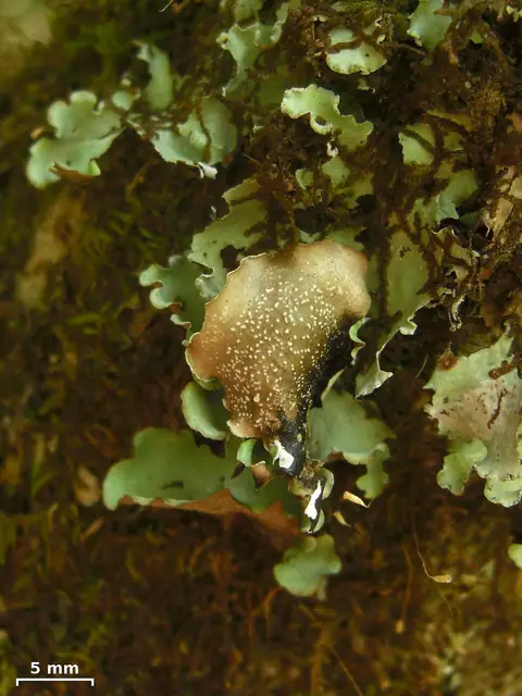 Nibypłucnik mnisi (Cetrelia monachorum)