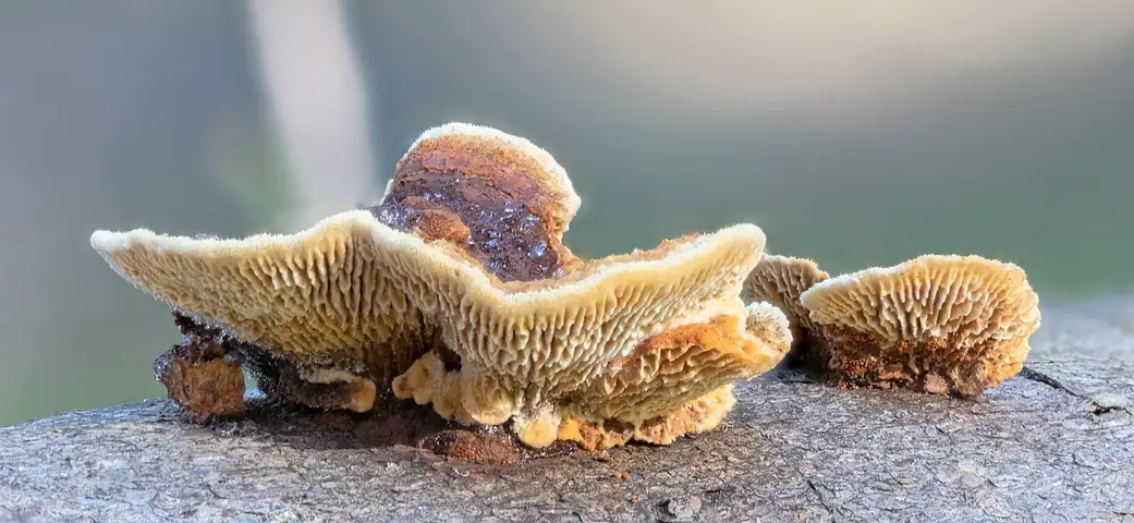 Niszczyca jodłowa (Gloeophyllum abietinum)