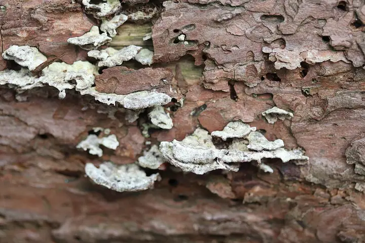Niszczyk iglastodrzewny (Trichaptum abietinum)