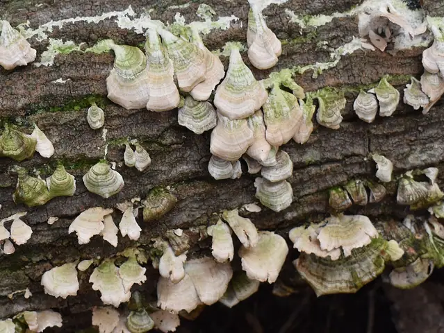 Niszczyk liściastodrzewny (Trichaptum biforme)
