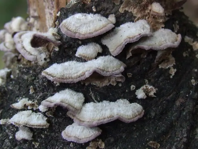 Niszczyk ząbkowaty (Trichaptum fuscoviolaceum)