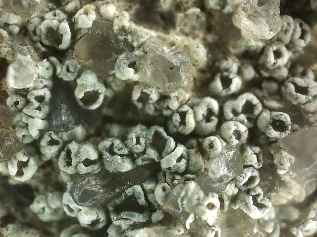 Nocotnik pospolity (Myriolecis dispersa)