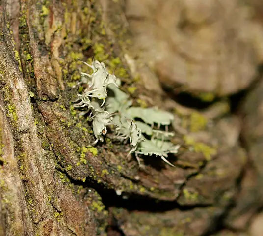 Obrost drobny (Physcia tenella)