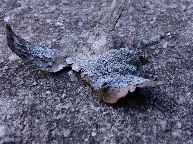 Obrost gwiazdkowaty (Physcia stellaris)