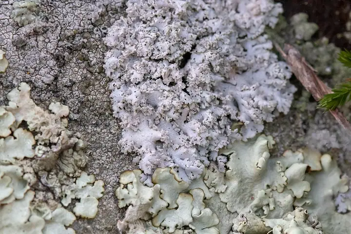 Obrost kędzierzawy (Physcia tribacia)