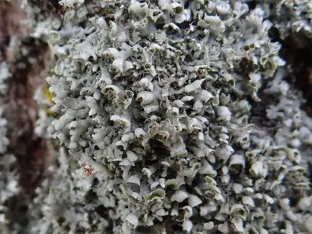 Obrost wzniesiony (Physcia adscendens)