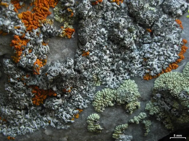 Obrost zmienny (Physcia dubia)