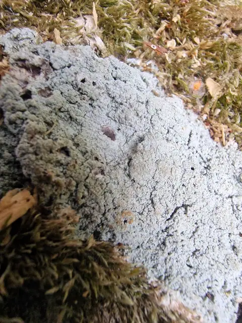 Ochrost zielonkawy (Ochrolechia subviridis)