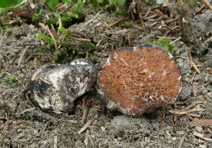 Octaviania mutabilis