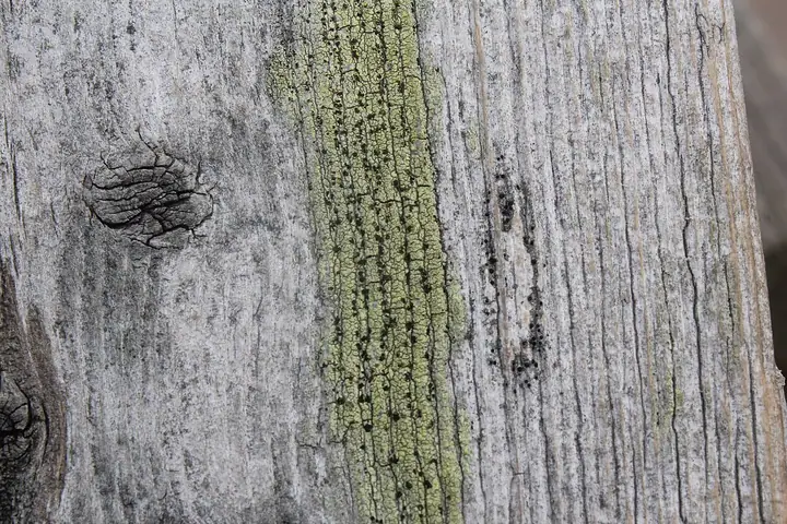 Oczlik zielony (Cyphelium tigillare)