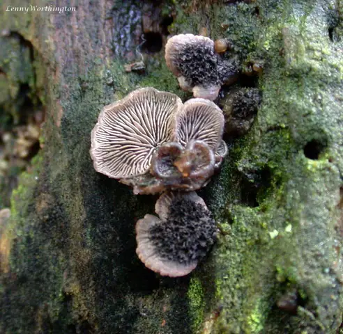 Odgiętka czarniawa (Resupinatus trichotis)