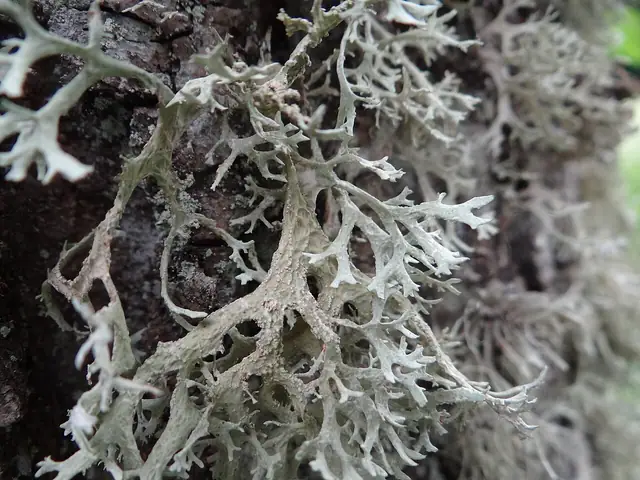 Odnożyca opylona (Ramalina pollinaria)