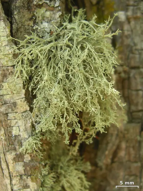 Odnożyca pośrednia (Ramalina intermedia)