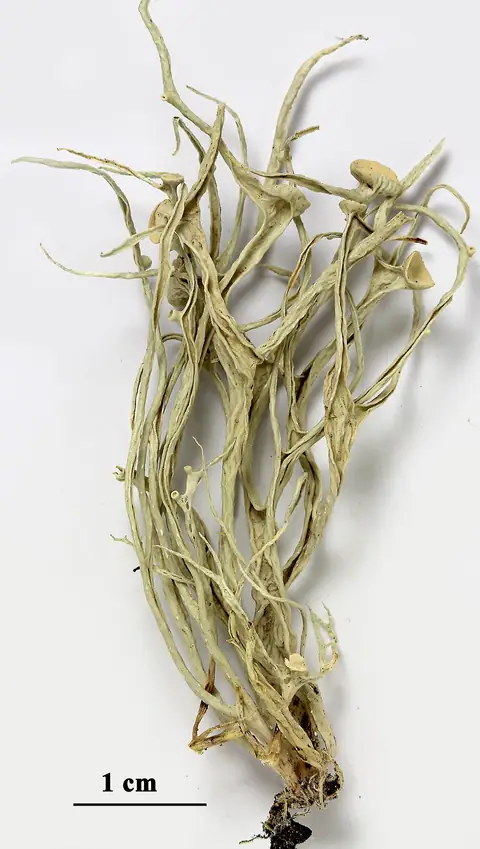 Odnożyca rynienkowata (Ramalina calicaris)