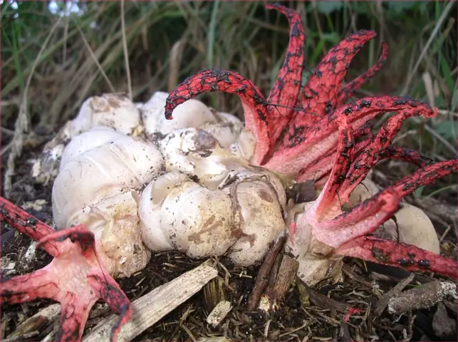Okratek australijski (Clathrus archeri)
