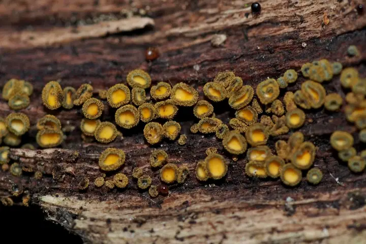 Oliwkorzęska woskowa (Neodasyscypha cerina)